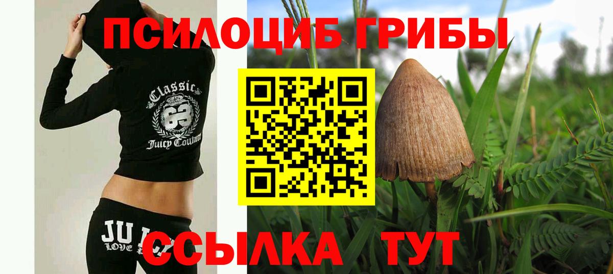 Галлюциногенные грибы Psilocybe Вышний Волочёк